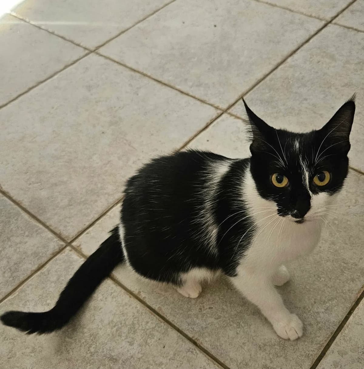 ALBERTINE, female 3yo European Shorthair for adoption at Refuge Angoumois, Angoulême