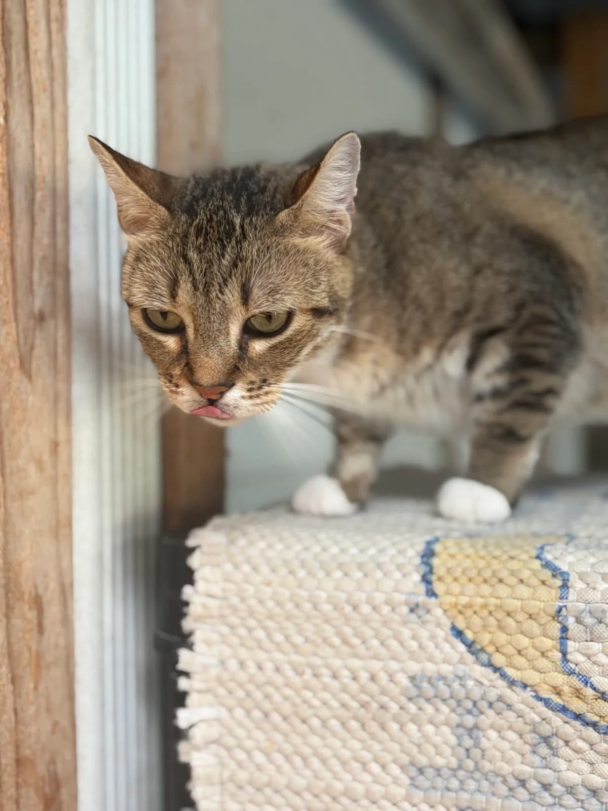 ALPHA, male young European Shorthair for adoption at Refuge Angoumois, Angoulême