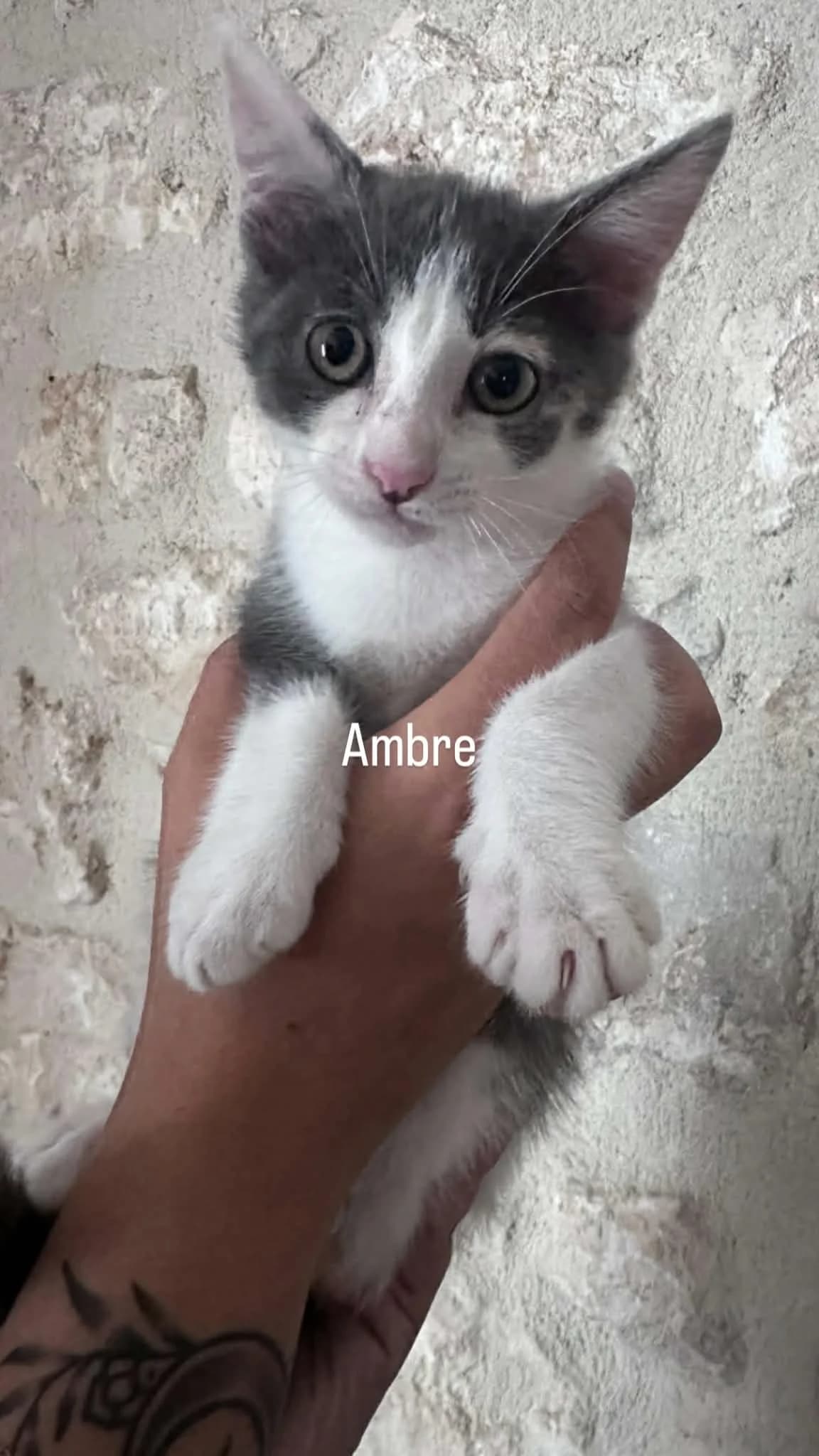Refuge de l'Angoumois, European Shorthair for adoption at Refuge Angoumois, Angoulême