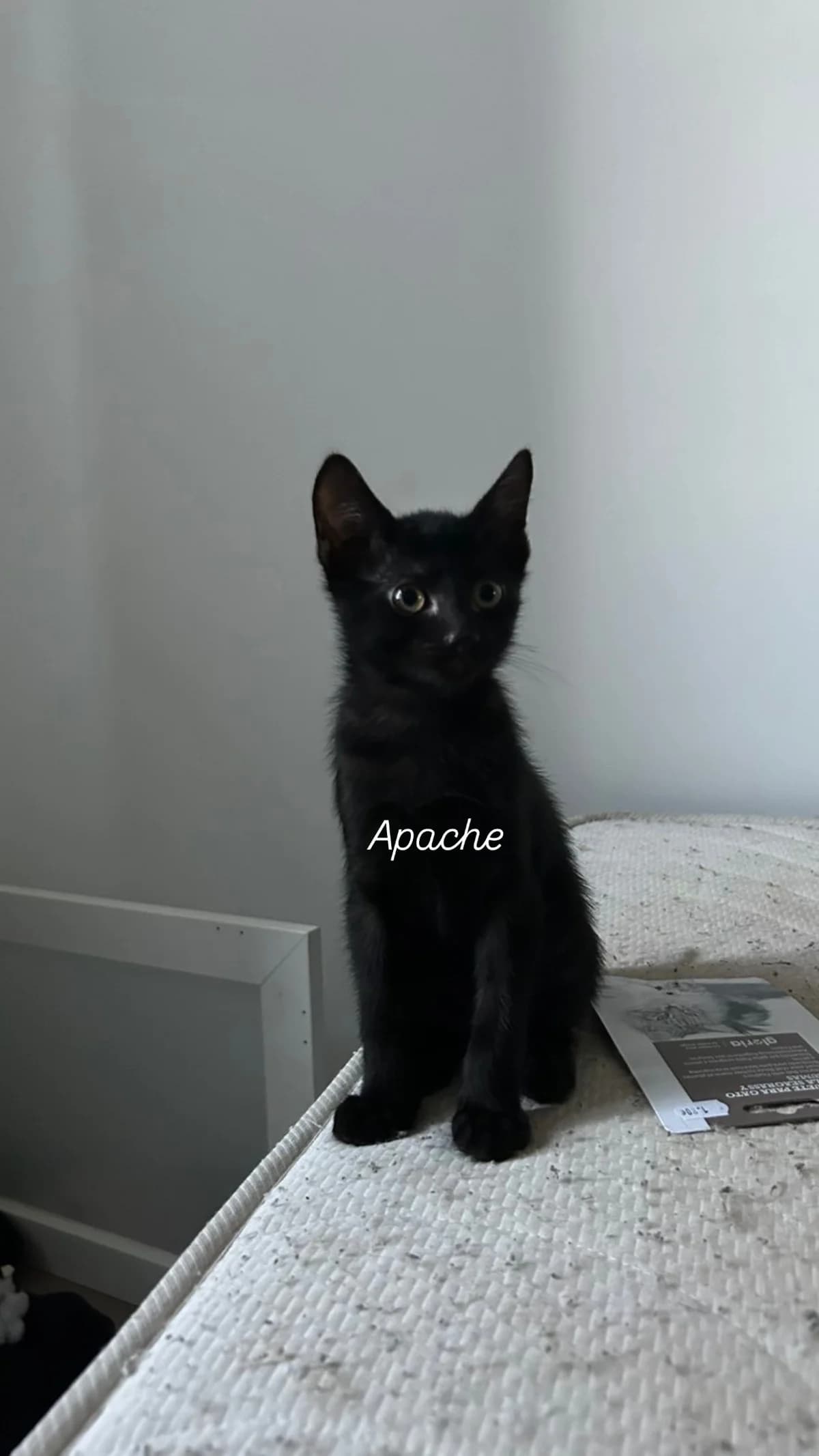 APACHE, male puppy European Shorthair for adoption at Refuge Angoumois, Angoulême