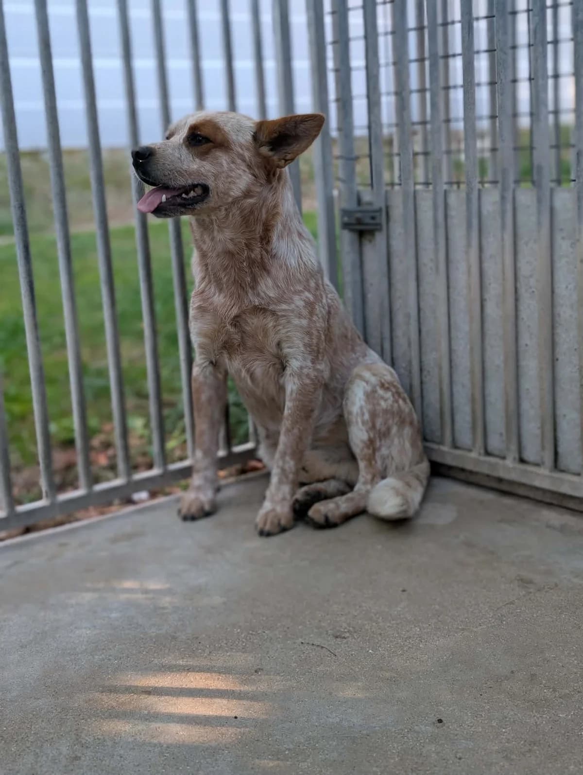 APOLLO, male young mixed breed for adoption at Refuge Angoumois, Angoulême