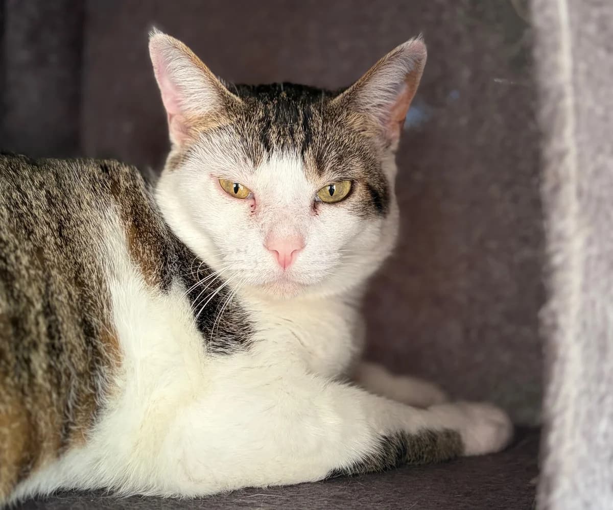 APRIL, female 7yo European Shorthair for adoption at Refuge Angoumois, Angoulême