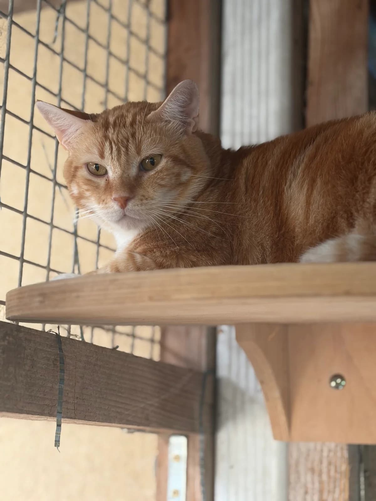 ARES, male 6yo European Shorthair for adoption at Refuge Angoumois, Angoulême