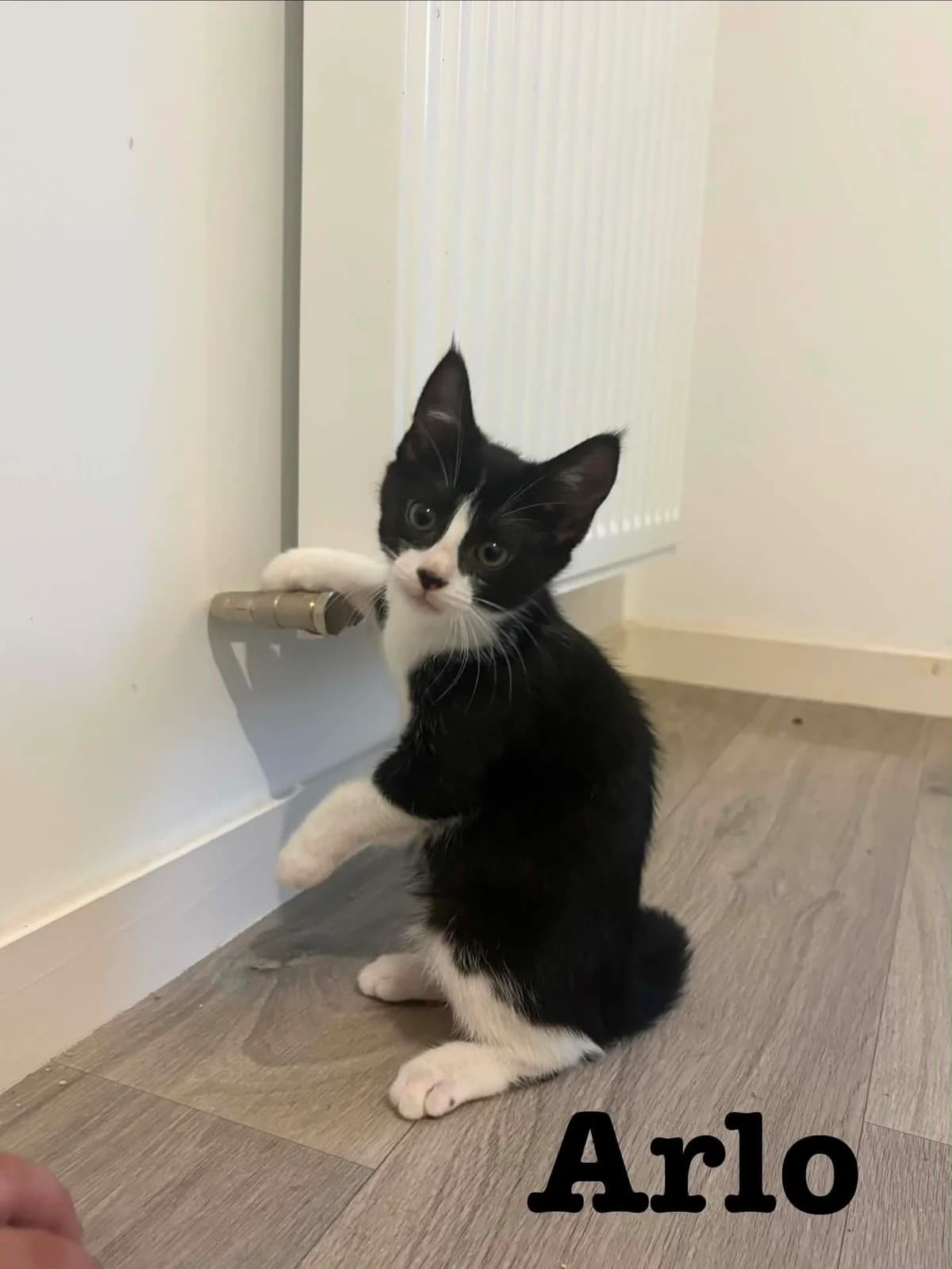 ARLO, male puppy European Shorthair for adoption at Refuge Angoumois, Angoulême