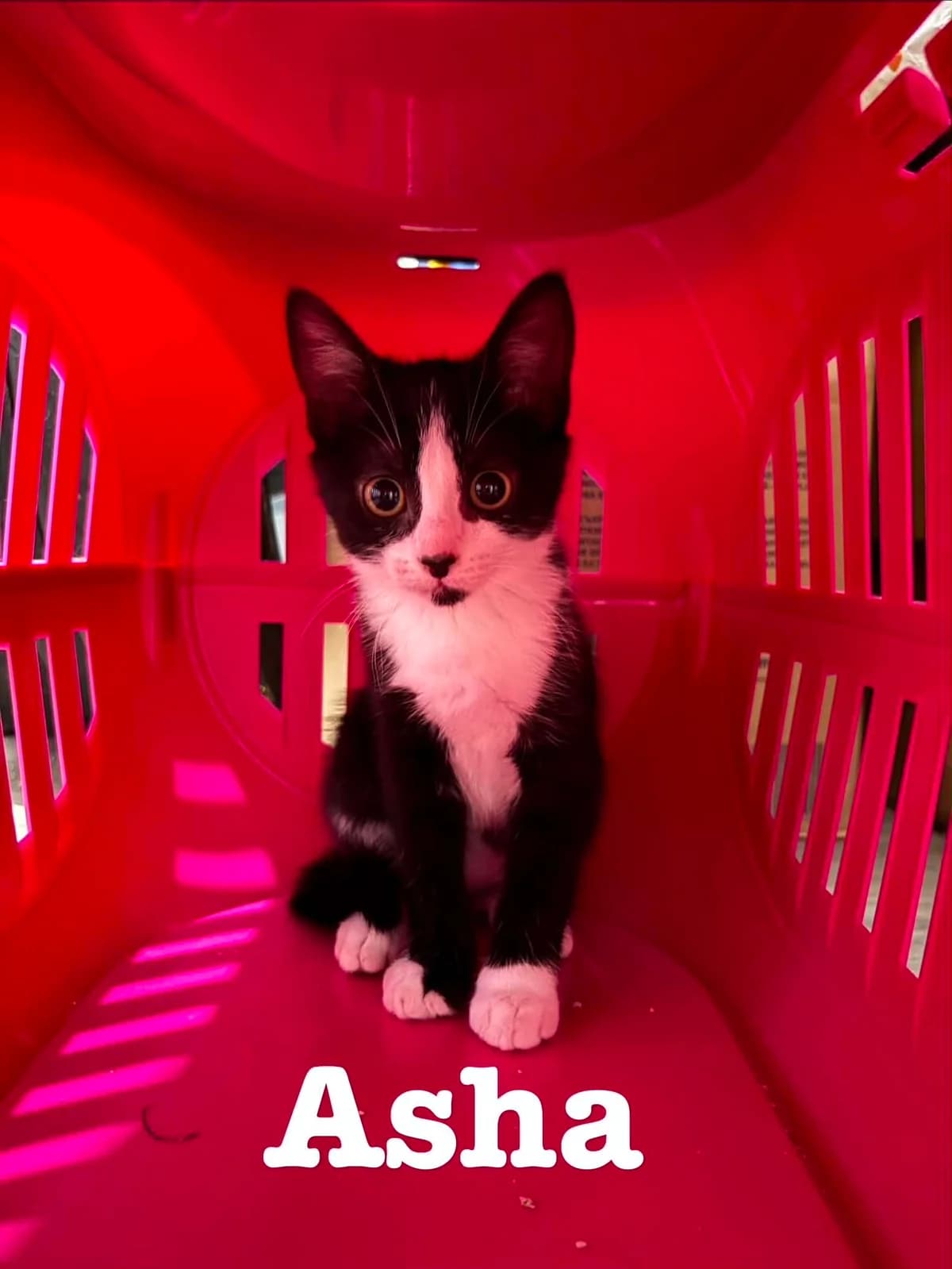 ASHA, female puppy European Shorthair for adoption at Refuge Angoumois, Angoulême