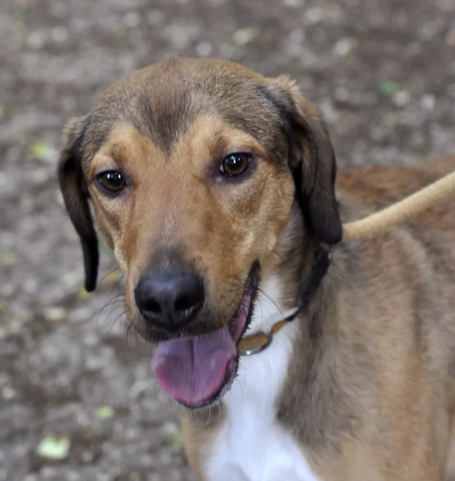 ASLAN, male 7yo Beagle for adoption at Refuge Angoumois, Angoulême