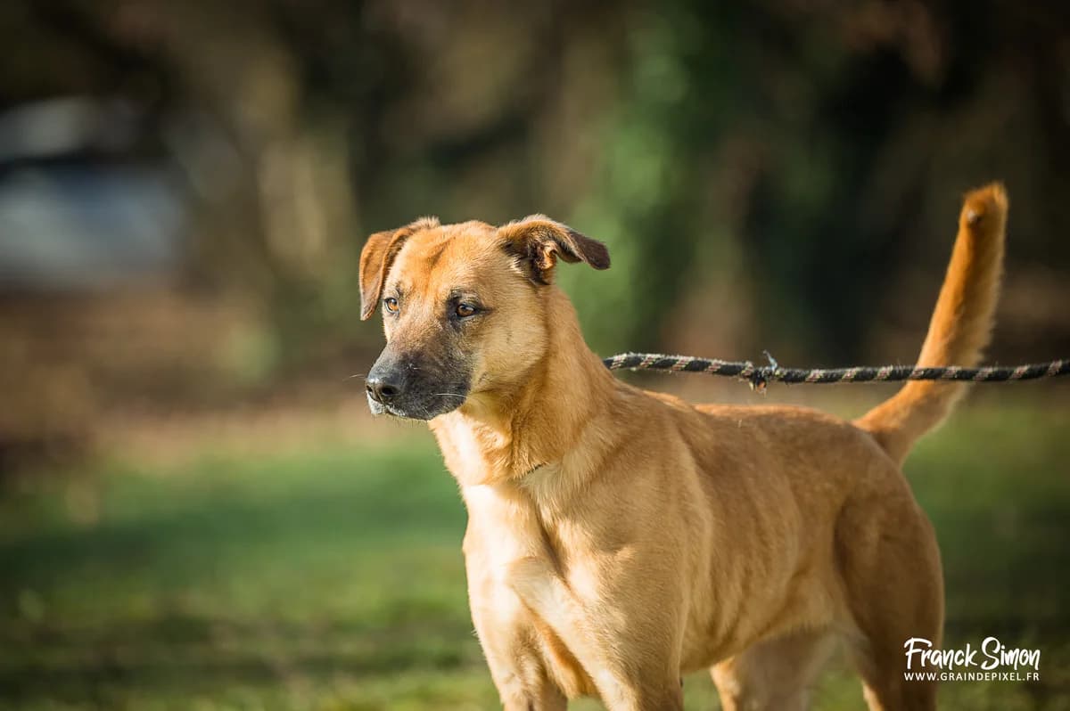 ATHENA, female senior Belgian Malinois for adoption at Refuge Angoumois, Angoulême