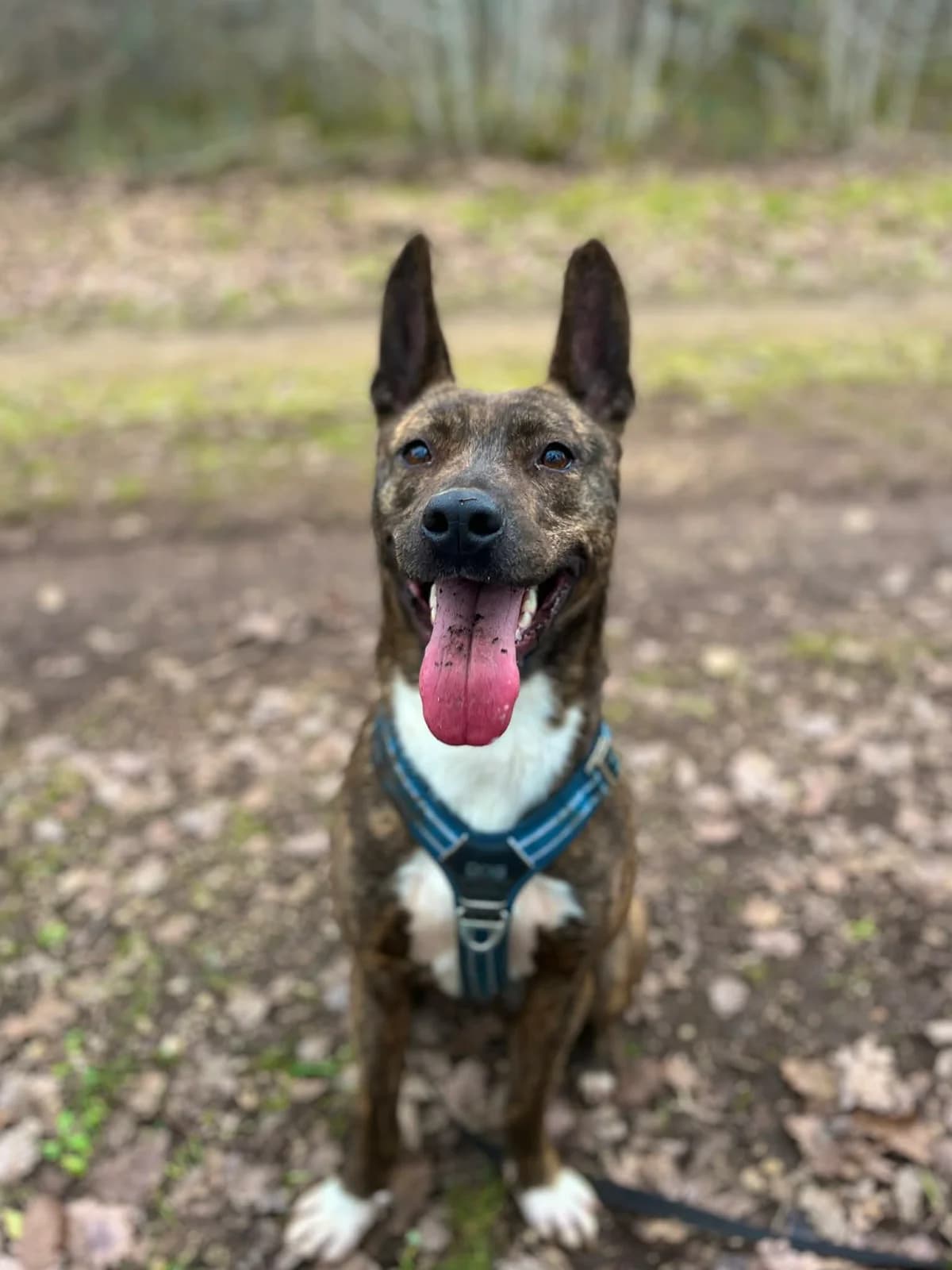 ATIKA, female 3yo mixed breed for adoption at Refuge Angoumois, Angoulême