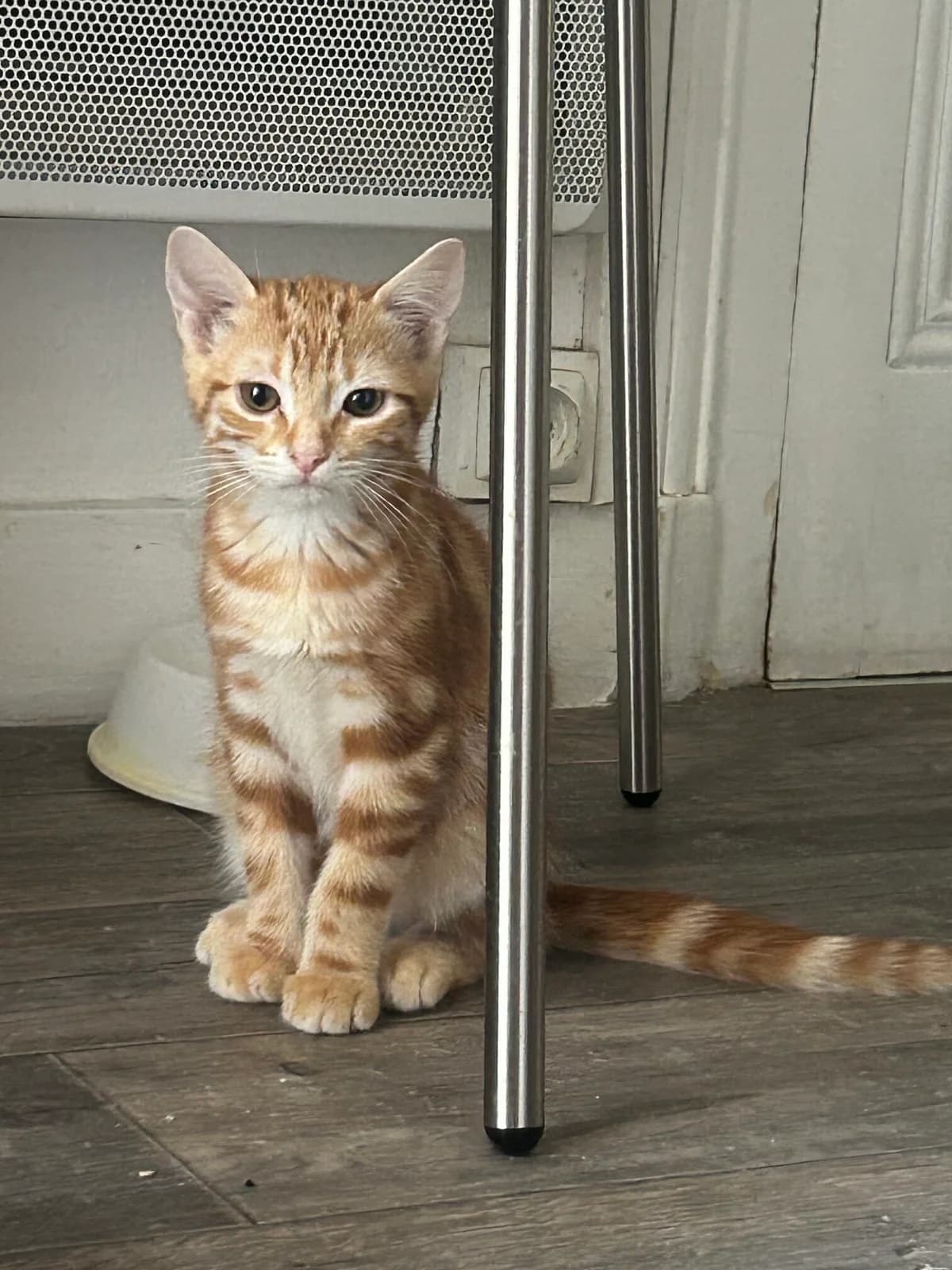 AZUR, male puppy European Shorthair for adoption at Refuge Angoumois, Angoulême