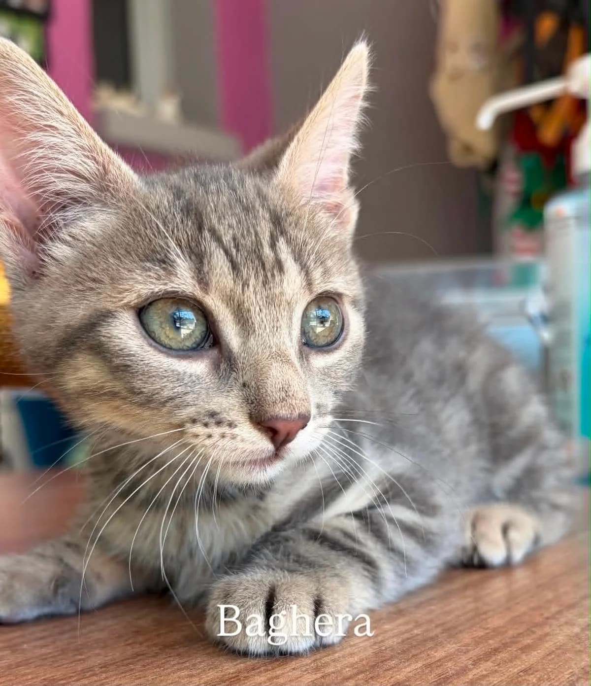 BAGHERA, female puppy European Shorthair for adoption at Refuge Angoumois, Angoulême