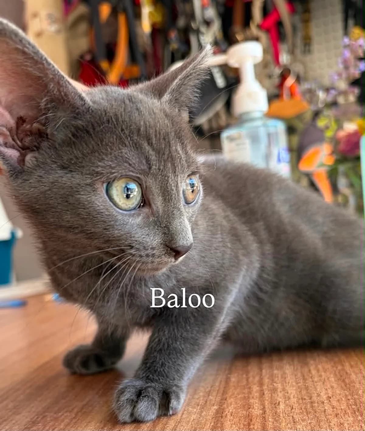 BALOO, male puppy European Shorthair for adoption at Refuge Angoumois, Angoulême