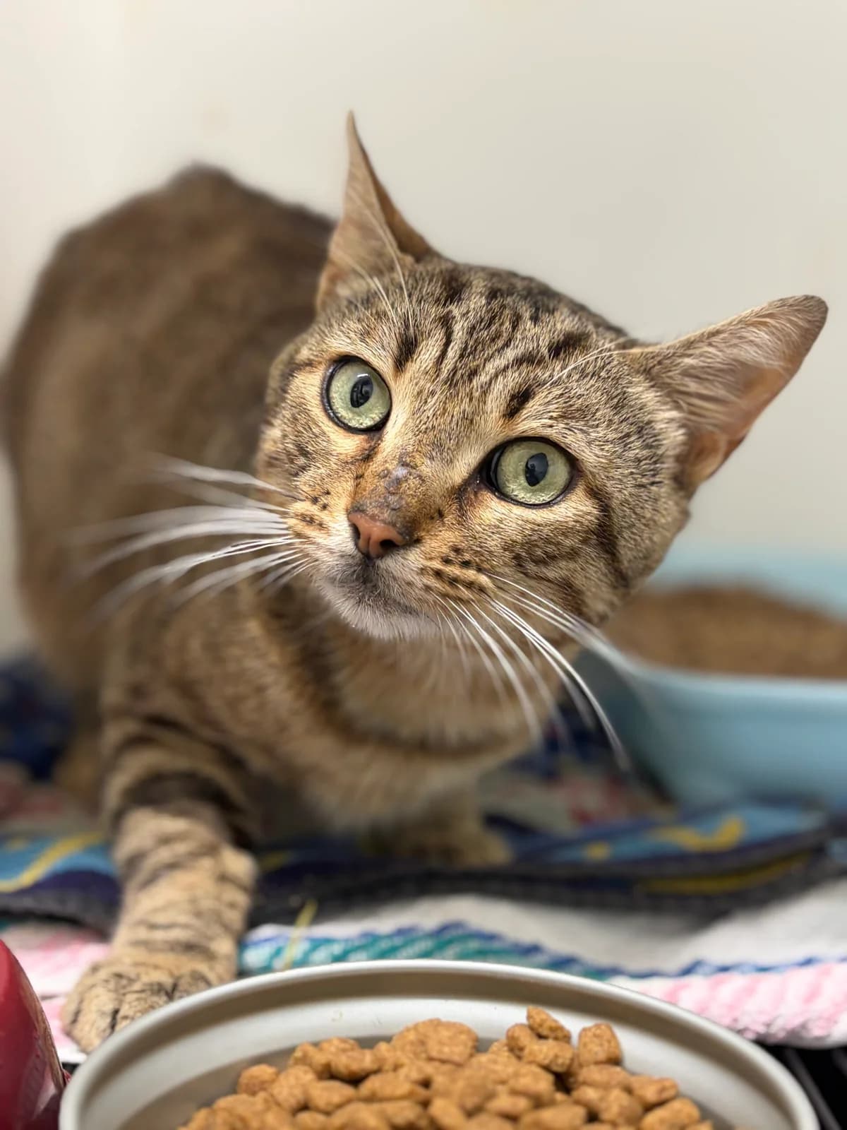 BANDIT, male 3yo European Shorthair for adoption at Refuge Angoumois, Angoulême