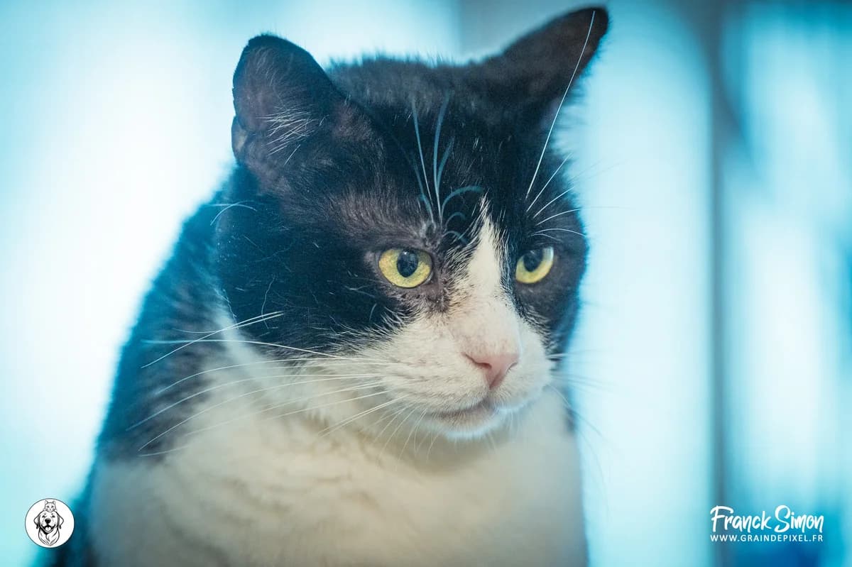 BARNABE, male 4yo European Shorthair for adoption at Refuge Angoumois, Angoulême