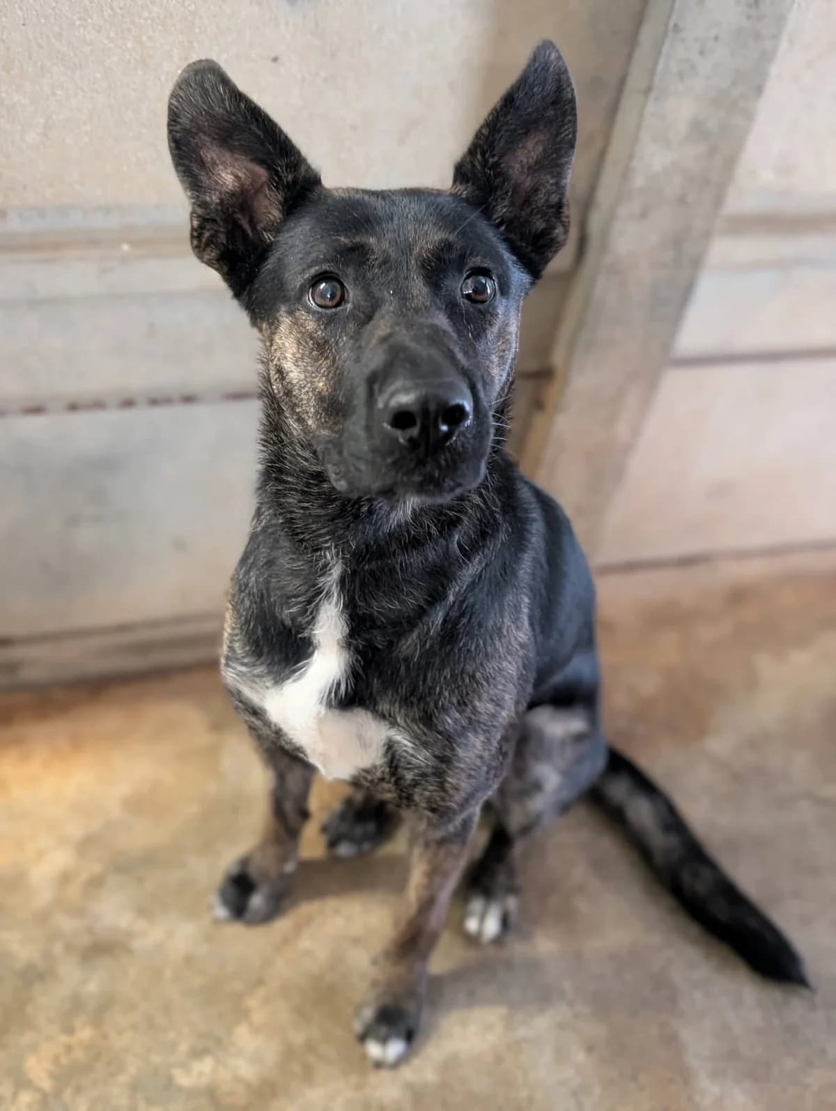 BAYA, female young mixed breed for adoption at Refuge Angoumois, Angoulême