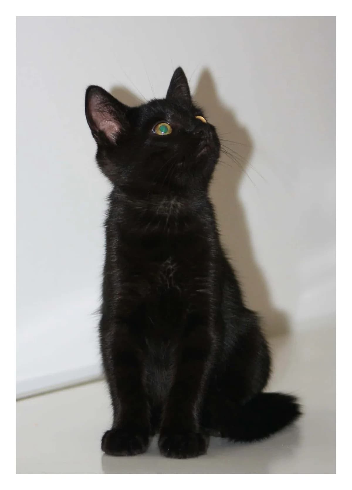 BELZEBUTH, male puppy European Shorthair for adoption at Refuge Angoumois, Angoulême