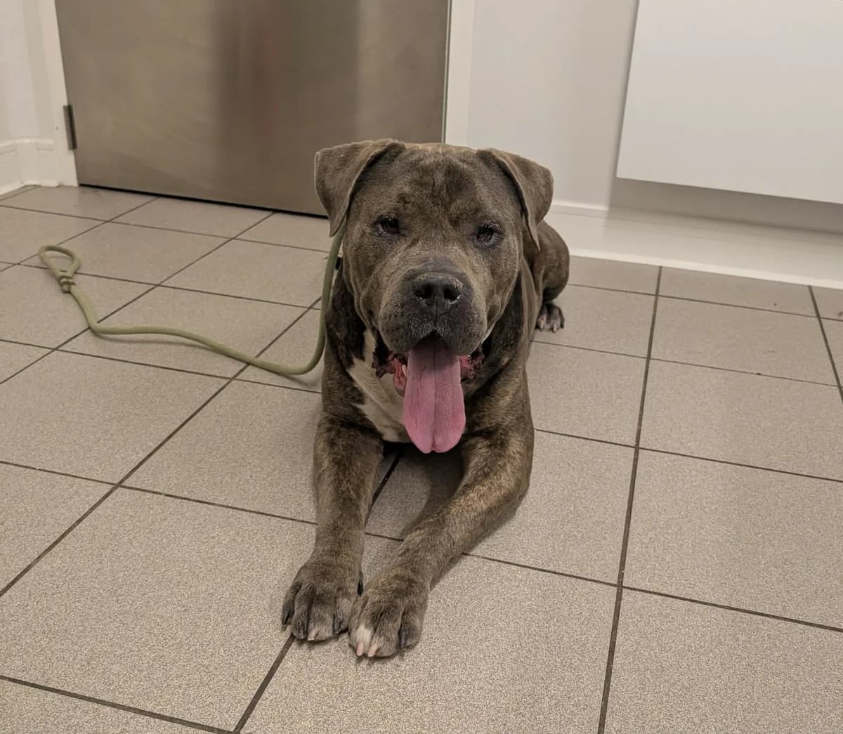 BERNARD, male 3yo mixed breed for adoption at Refuge Angoumois, Angoulême