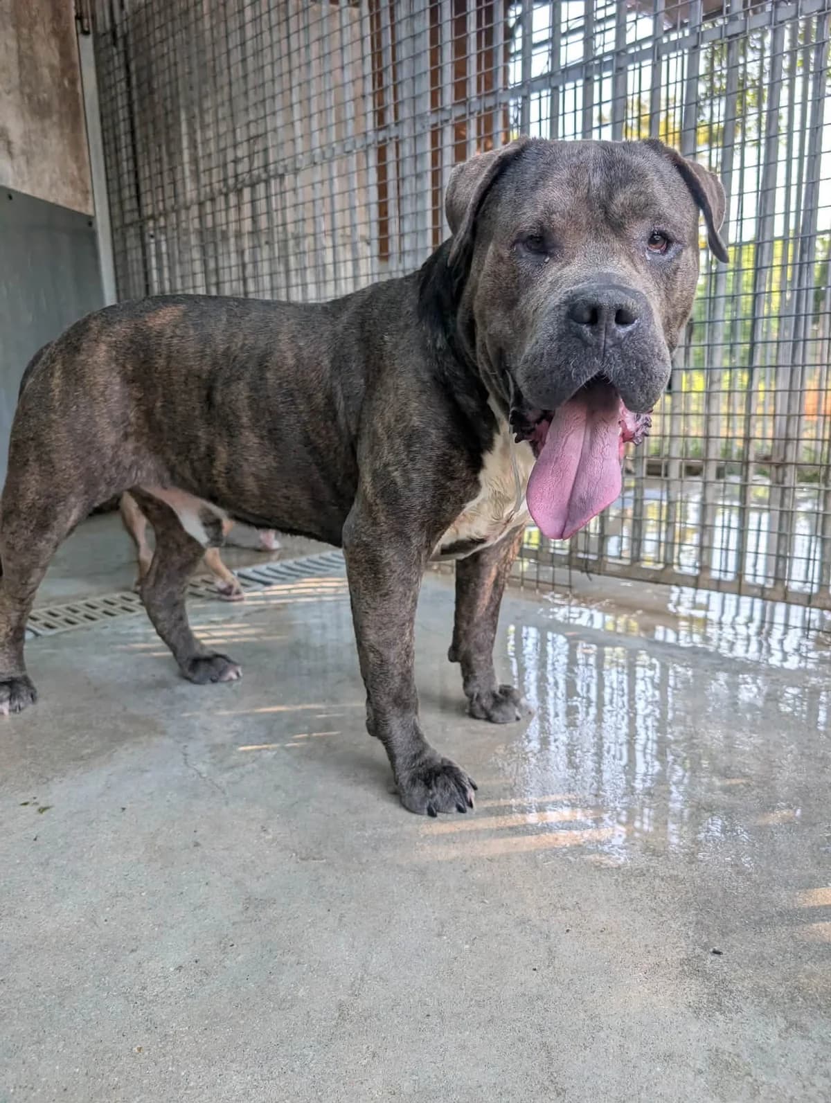 BERNARD, male 3yo mixed breed for adoption at Refuge Angoumois, Angoulême