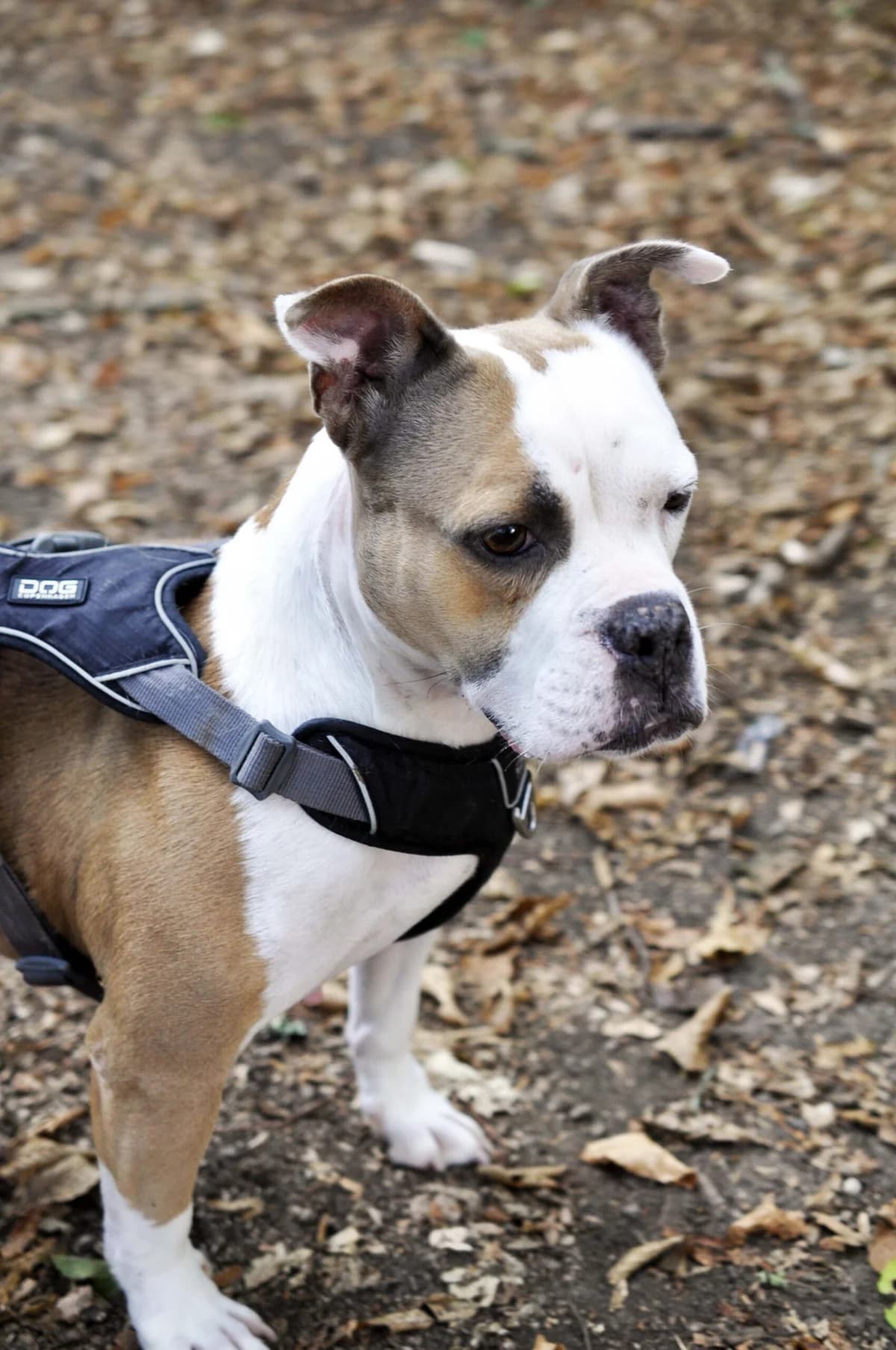 BIANCA, female 7yo mixed breed for adoption at Refuge Angoumois, Angoulême