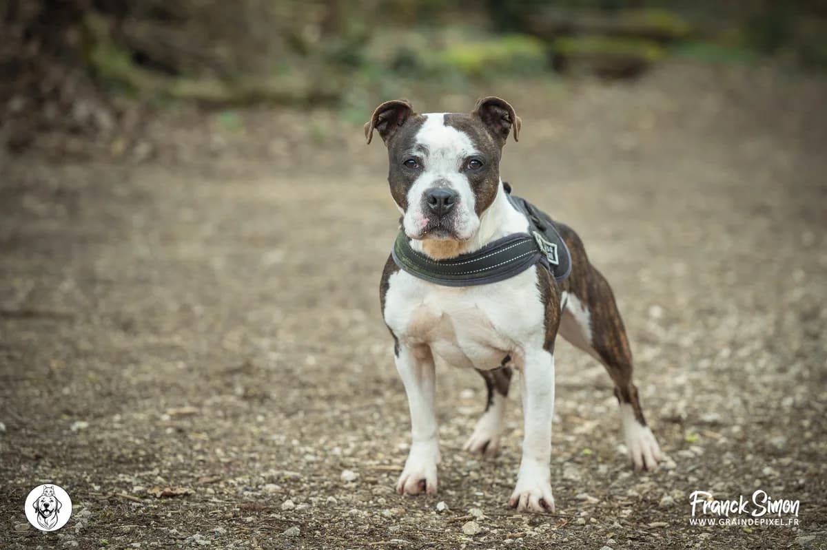 BIBOU, male 4yo Staffordshire Bull Terrier for adoption at Refuge Angoumois, Angoulême