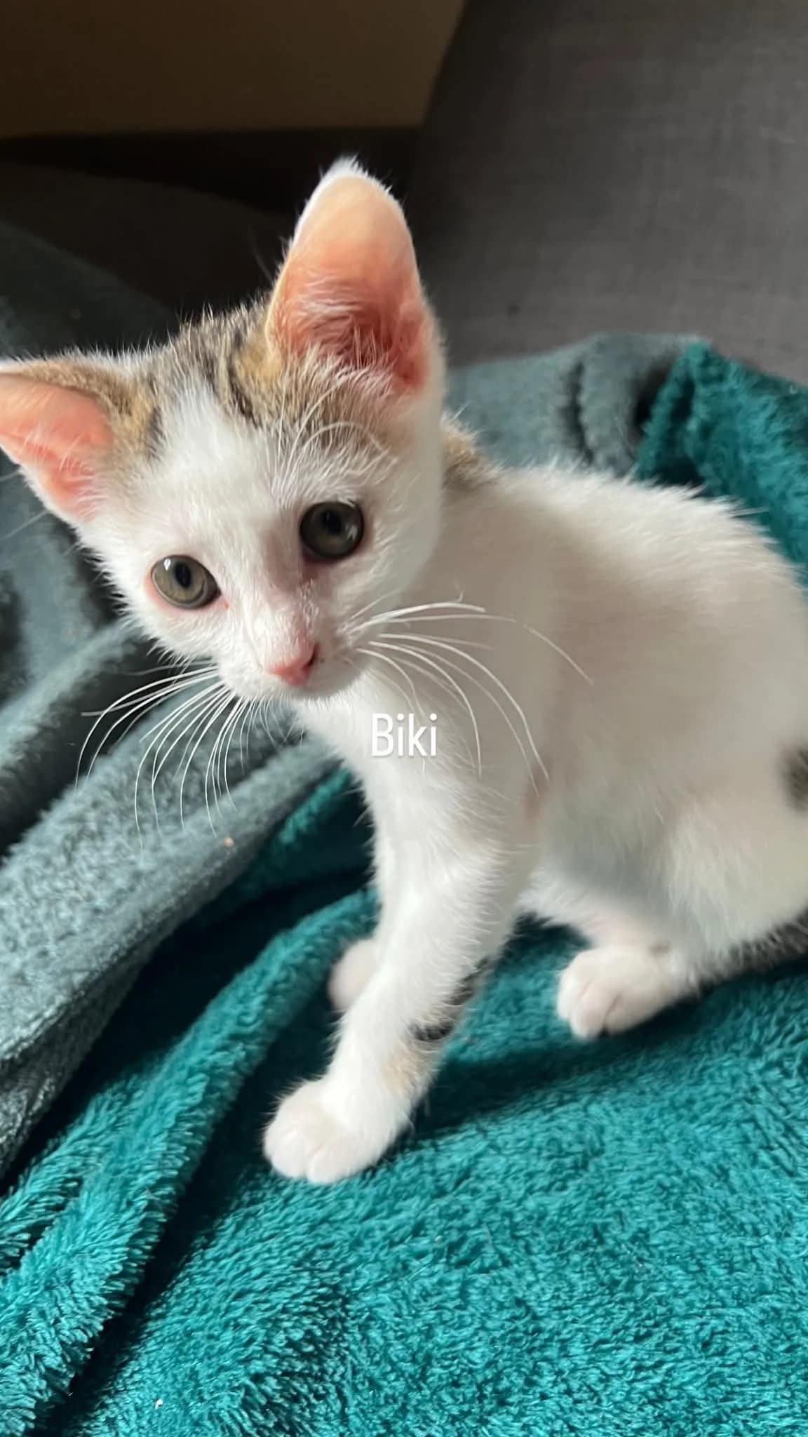 BIKI, male puppy European Shorthair for adoption at Refuge Angoumois, Angoulême