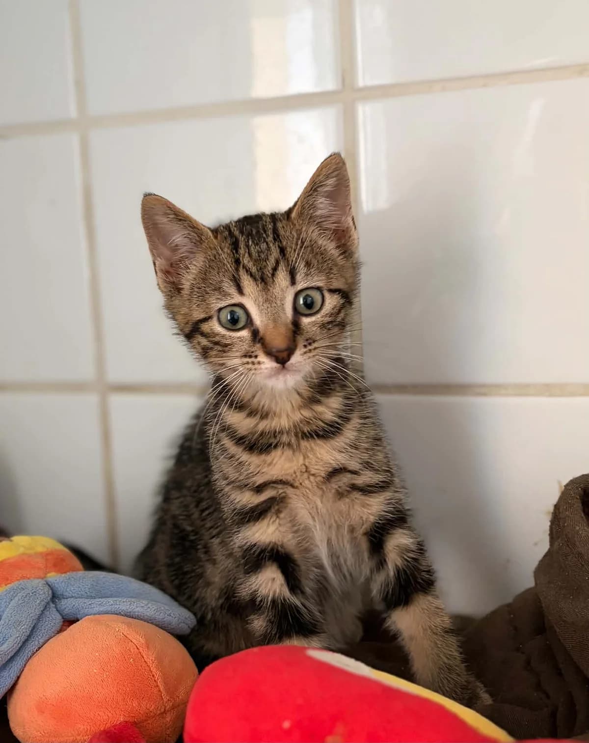 BINGO, male puppy European Shorthair for adoption at Refuge Angoumois, Angoulême
