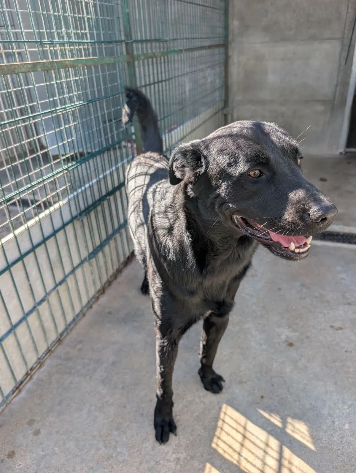 BLACKO, male young mixed breed for adoption at Refuge Angoumois, Angoulême