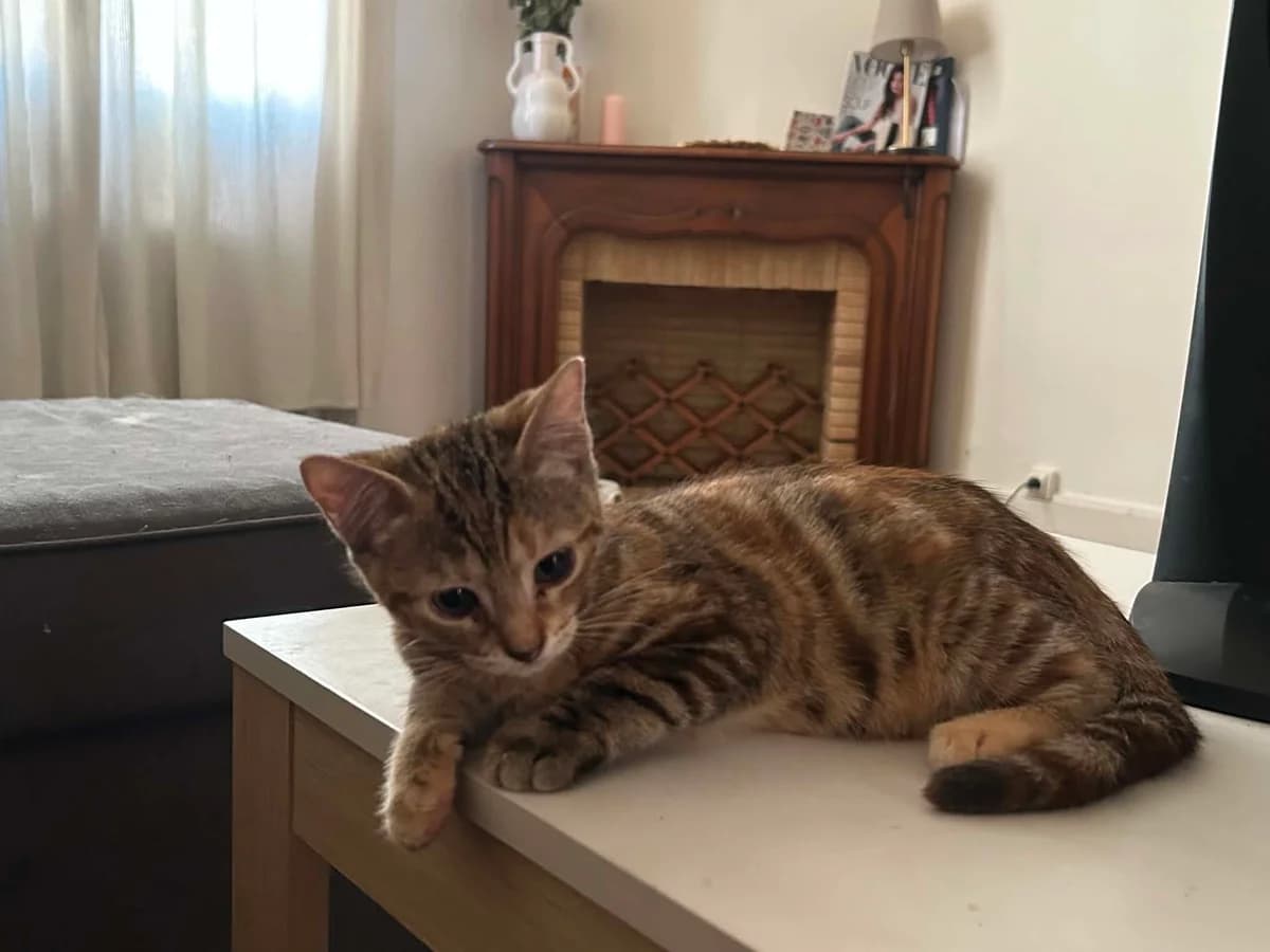 BLOOM, female puppy European Shorthair for adoption at Refuge Angoumois, Angoulême