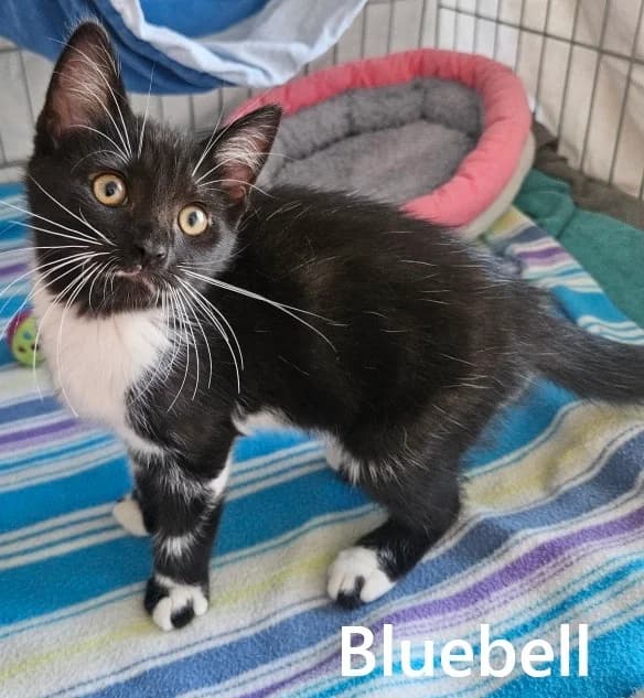 BLUEBELL, female puppy European Shorthair for adoption at Refuge Angoumois, Angoulême