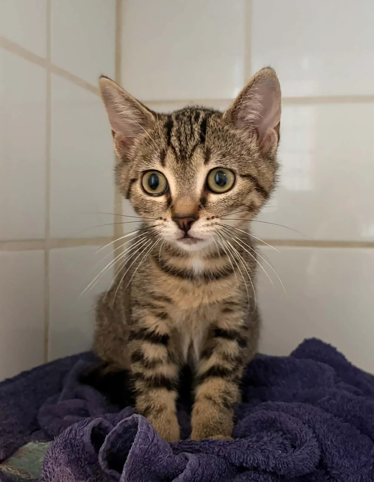 BLUEY, female puppy European Shorthair for adoption at Refuge Angoumois, Angoulême
