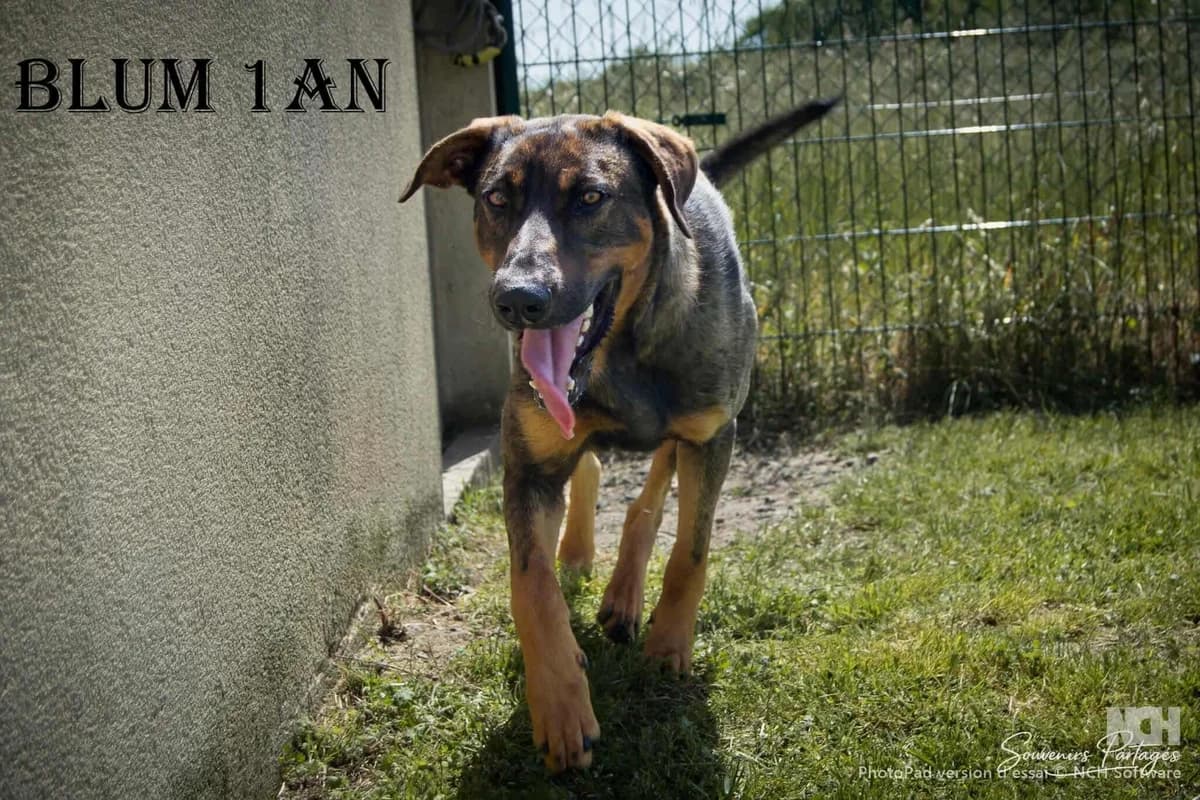 BLUM, male young mixed breed for adoption at Refuge Angoumois, Angoulême