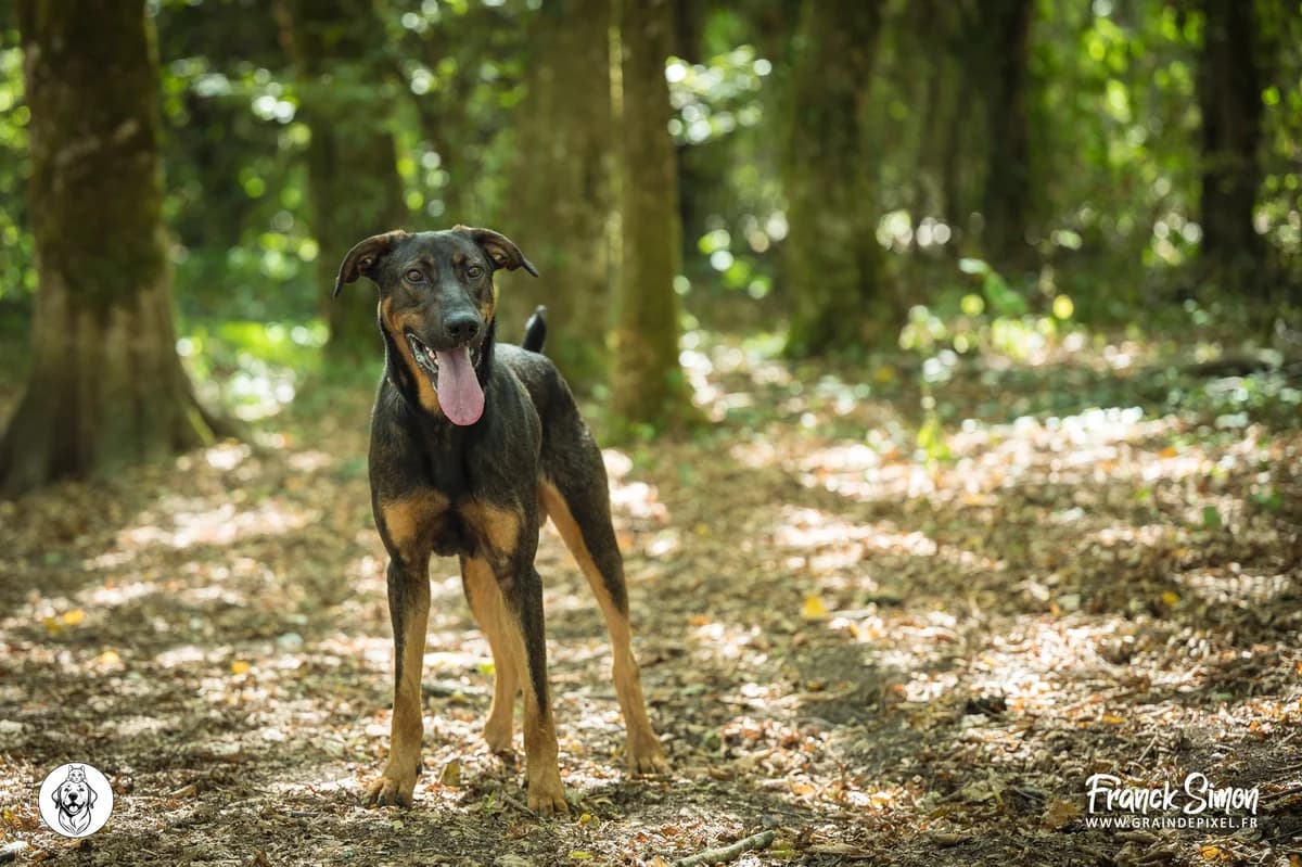 BLUM, male young mixed breed for adoption at Refuge Angoumois, Angoulême