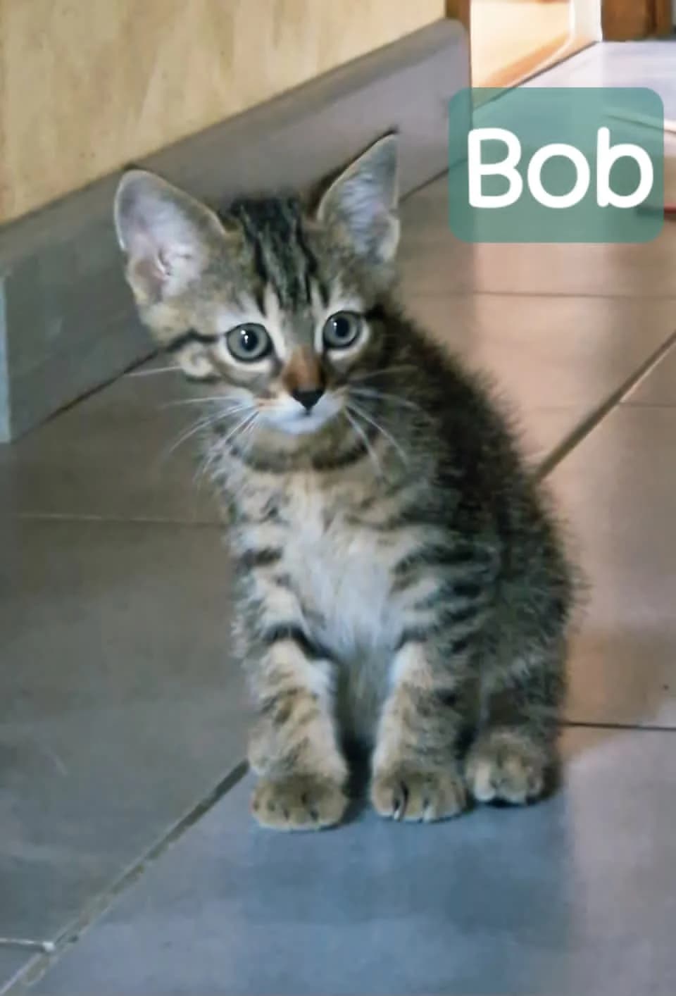 BOB, male puppy European Shorthair for adoption at Refuge Angoumois, Angoulême