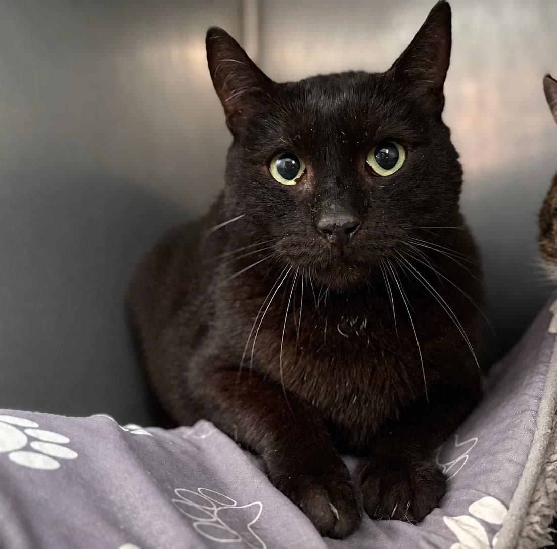 BOHORTE, male 7yo European Shorthair for adoption at Refuge Angoumois, Angoulême