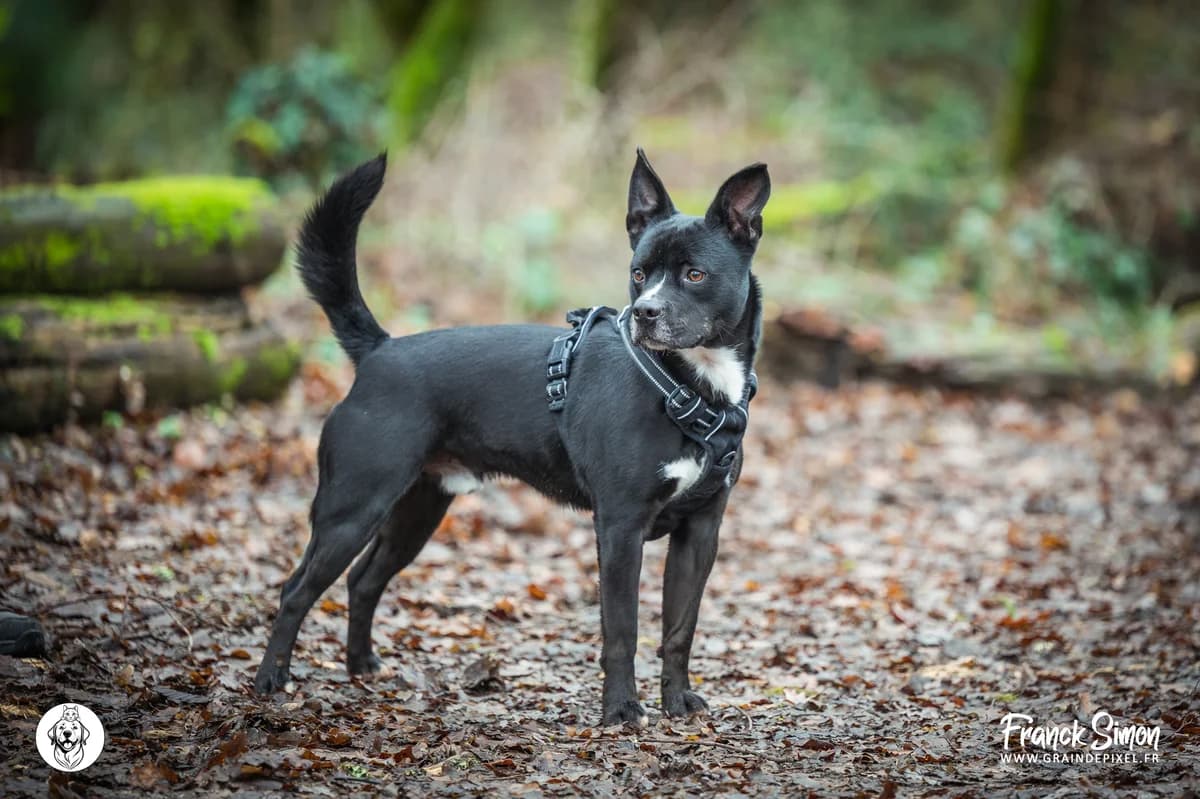 BOOBA, male 5yo Staffordshire Bull Terrier for adoption at Refuge Angoumois, Angoulême