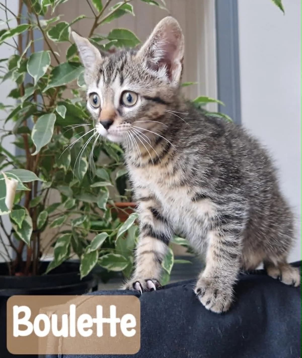 BOULETTE, female puppy European Shorthair for adoption at Refuge Angoumois, Angoulême
