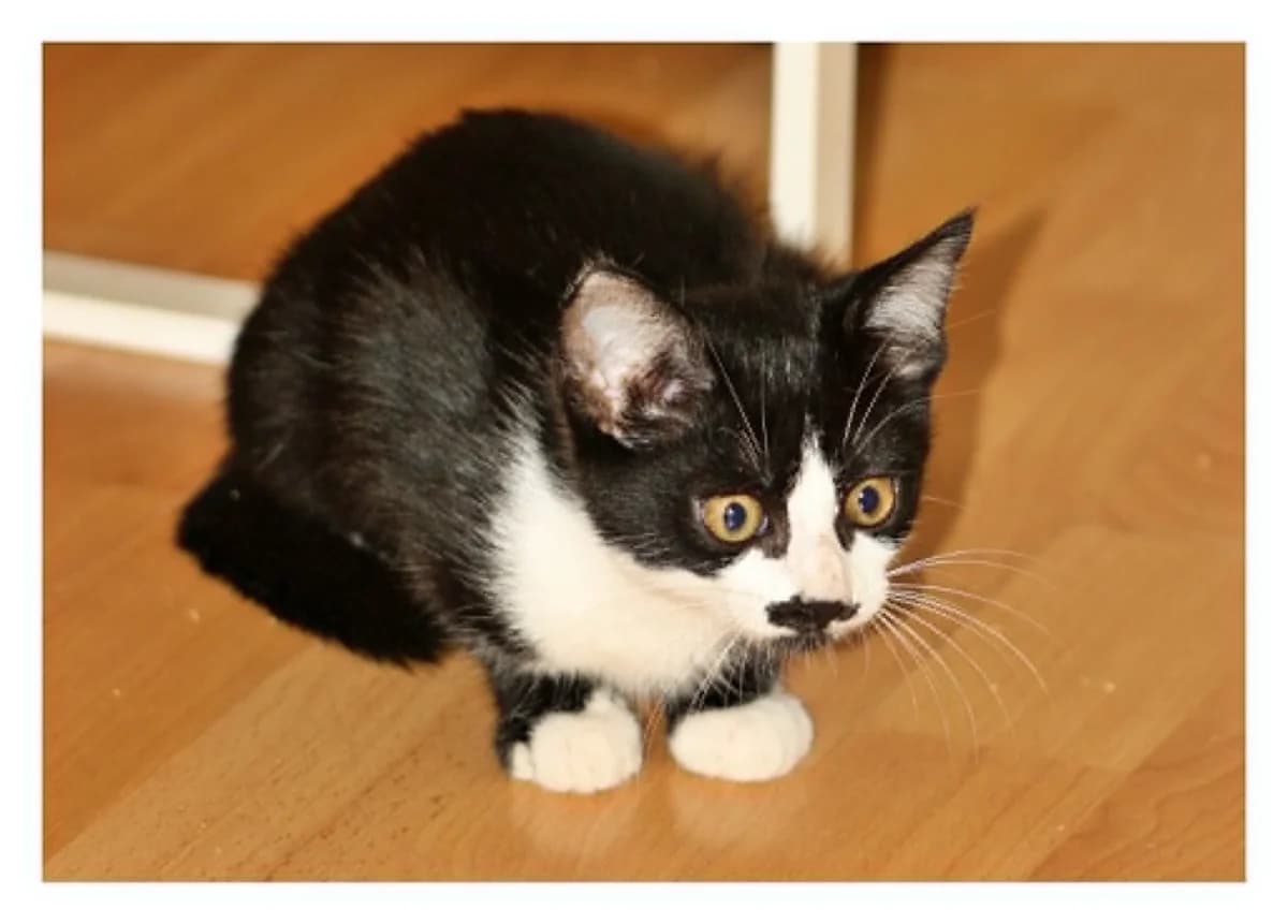 BOUNTIE, female puppy European Shorthair for adoption at Refuge Angoumois, Angoulême