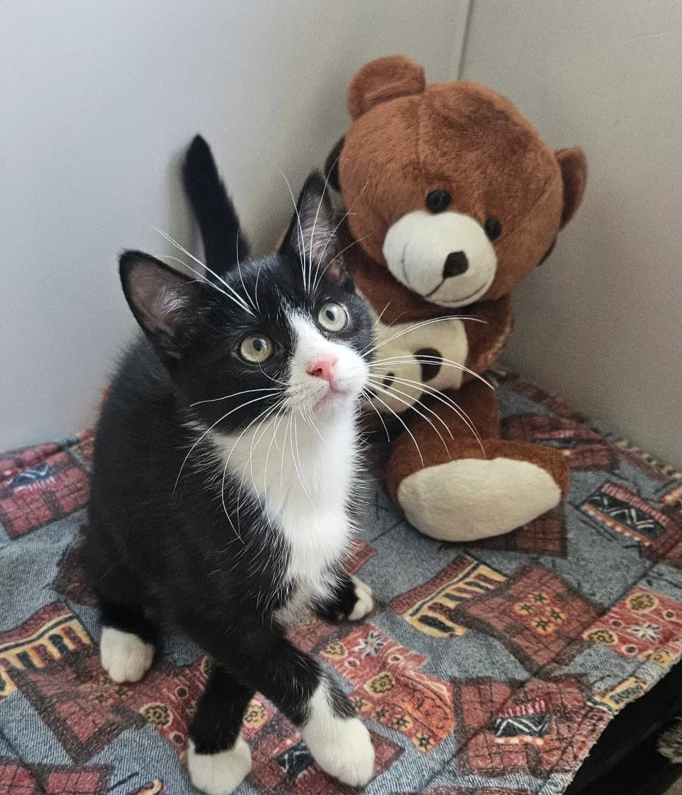 BOUTCHOU, male puppy European Shorthair for adoption at Refuge Angoumois, Angoulême
