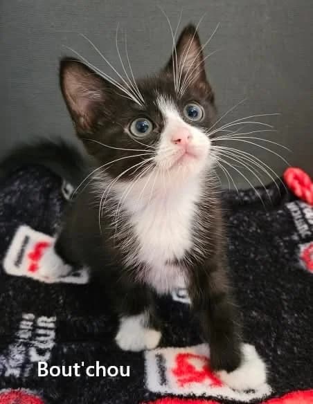 BOUTCHOU, male puppy European Shorthair for adoption at Refuge Angoumois, Angoulême