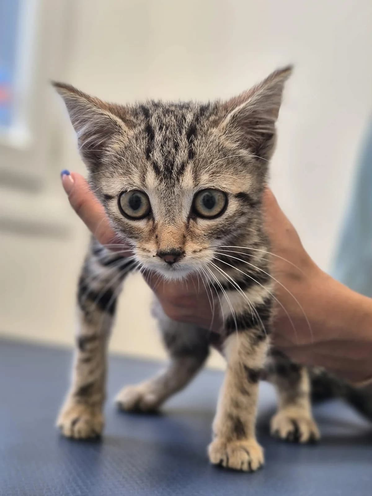 BUBBLE, male puppy European Shorthair for adoption at Refuge Angoumois, Angoulême