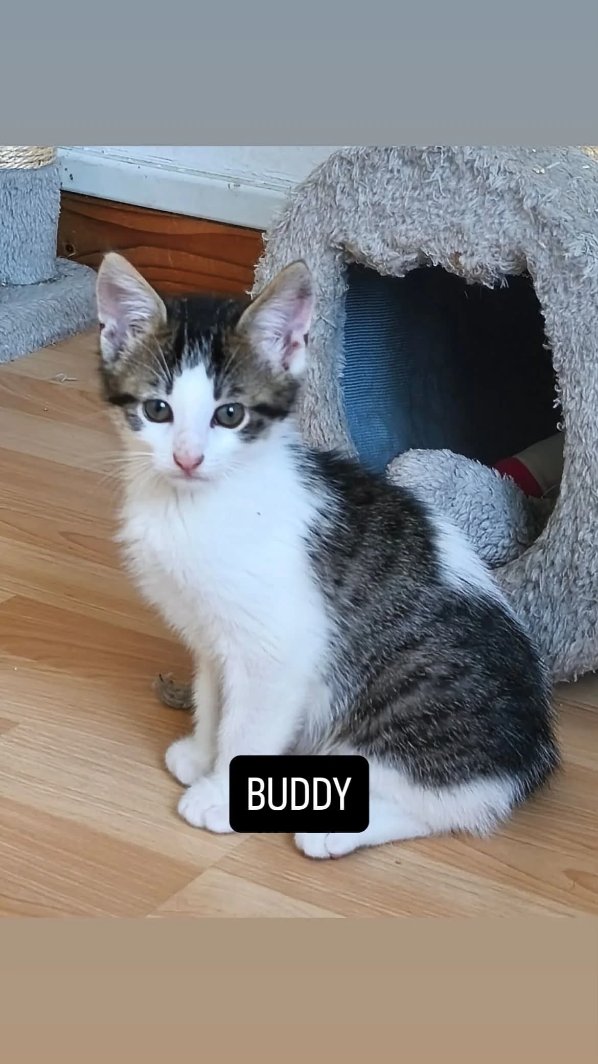 BUDDY, male puppy European Shorthair for adoption at Refuge Angoumois, Angoulême