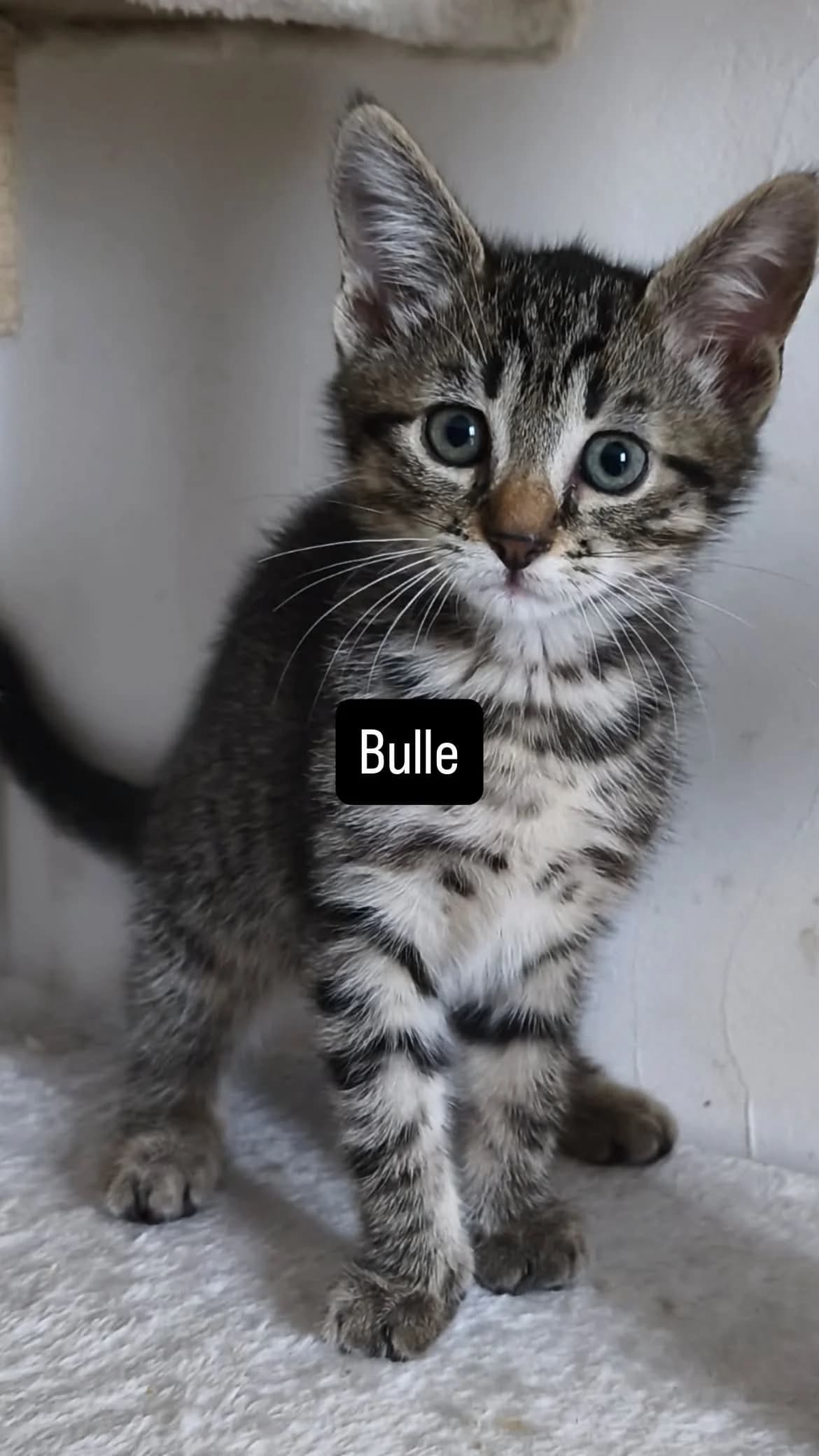 BULLE, female puppy European Shorthair for adoption at Refuge Angoumois, Angoulême