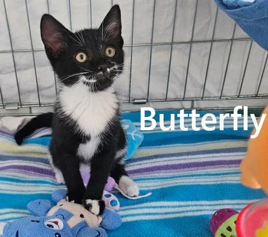 BUTTERFLY, female European Shorthair for adoption at Refuge Angoumois, Angoulême