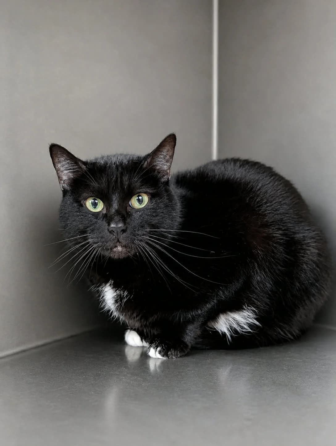 CAMELIA, female young European Shorthair for adoption at Refuge Angoumois, Angoulême