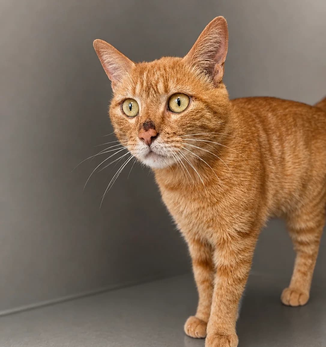 CARAMBAR, male 5yo European Shorthair for adoption at Refuge Angoumois, Angoulême