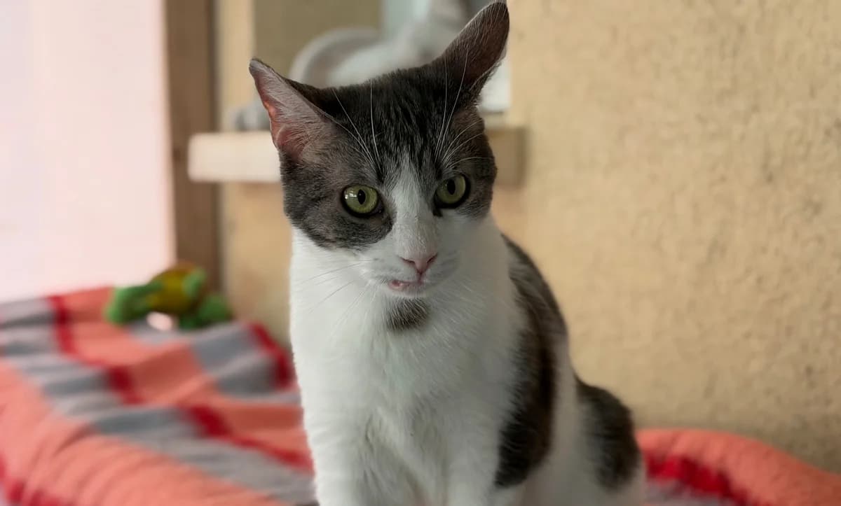 CELESTE, female 7yo European Shorthair for adoption at Refuge Angoumois, Angoulême