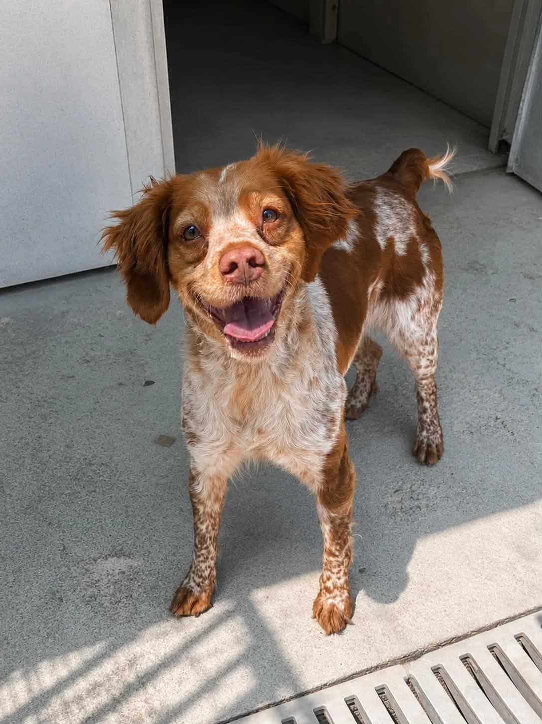 CHANEL, female 4yo Brittany Spaniel for adoption at Refuge Angoumois, Angoulême