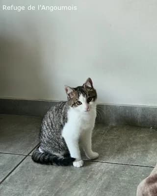 CHARLY, male puppy European Shorthair for adoption at Refuge Angoumois, Angoulême
