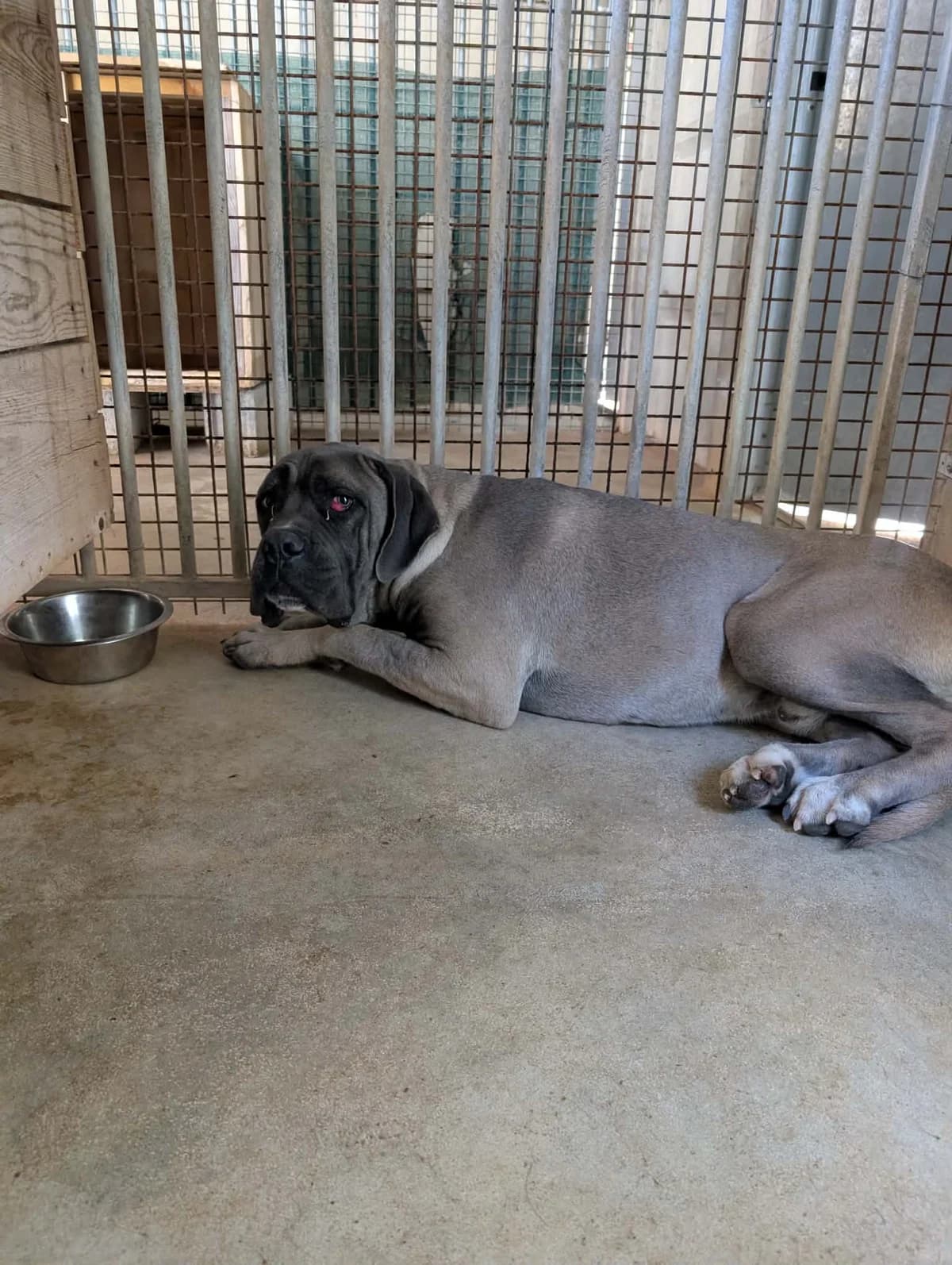 CHARLY, male young Cane Corso for adoption at Refuge Angoumois, Angoulême