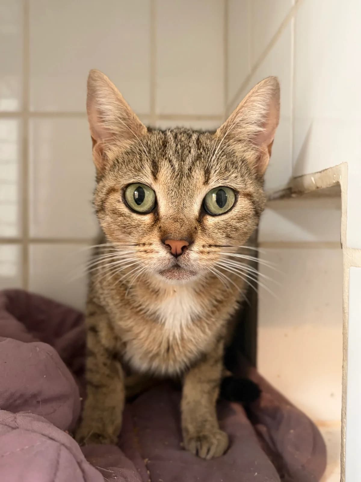 CHILI, female 3yo European Shorthair for adoption at Refuge Angoumois, Angoulême