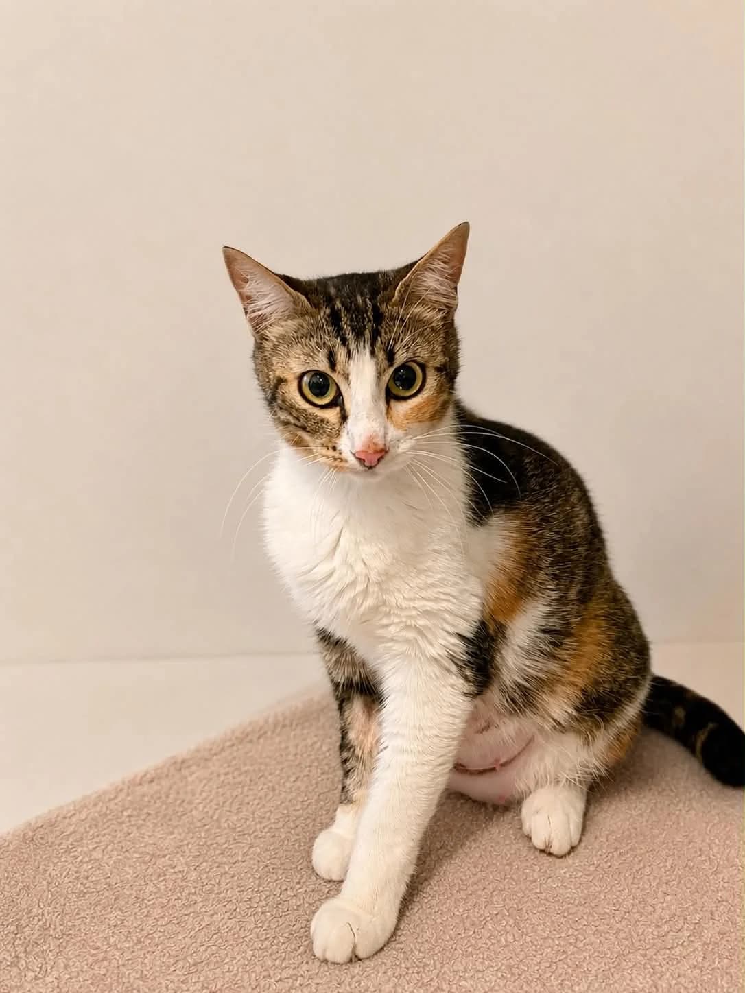 CHOUCHOU, female young European Shorthair for adoption at Refuge Angoumois, Angoulême